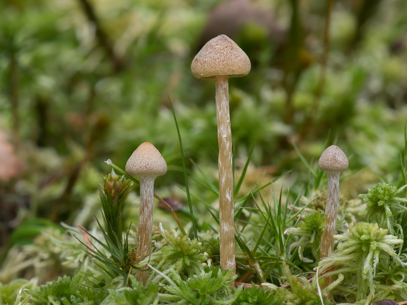 Galerina paludosa